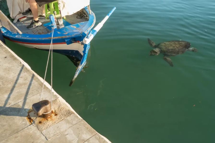 Kefalonia Island: The Emerald Giant of the Ionian – Your Complete Travel Guide for 2026! - Turtle in Argostoli Harbour - Greek List Turtle in Argostoli Harbour
