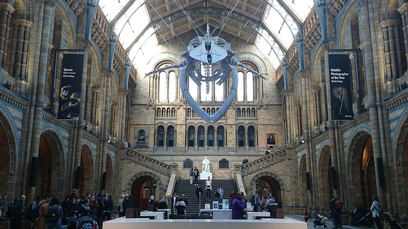 8 Free Things to Do in London - london free nhm - Greek List Hintze Hall at the Natural History Museum
