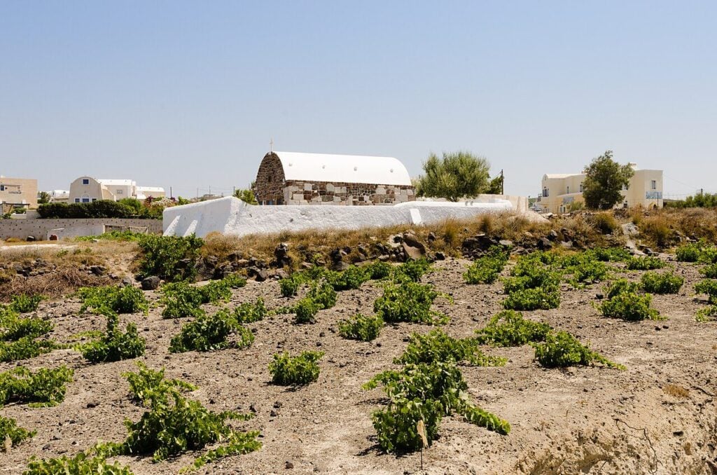 Vines growing low on volcanic soil next to a chapel in Santorini, the island behind the Assyrtiko that leads most greek wine in London lists