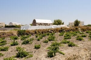 Vines growing low on volcanic soil next to a chapel in Santorini, the island behind the Assyrtiko that leads most greek wine in London lists