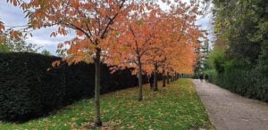 Autumn Colours In Regent&Amp;Apos;S Park, A Favourite Spot For A Greek Photographer In London