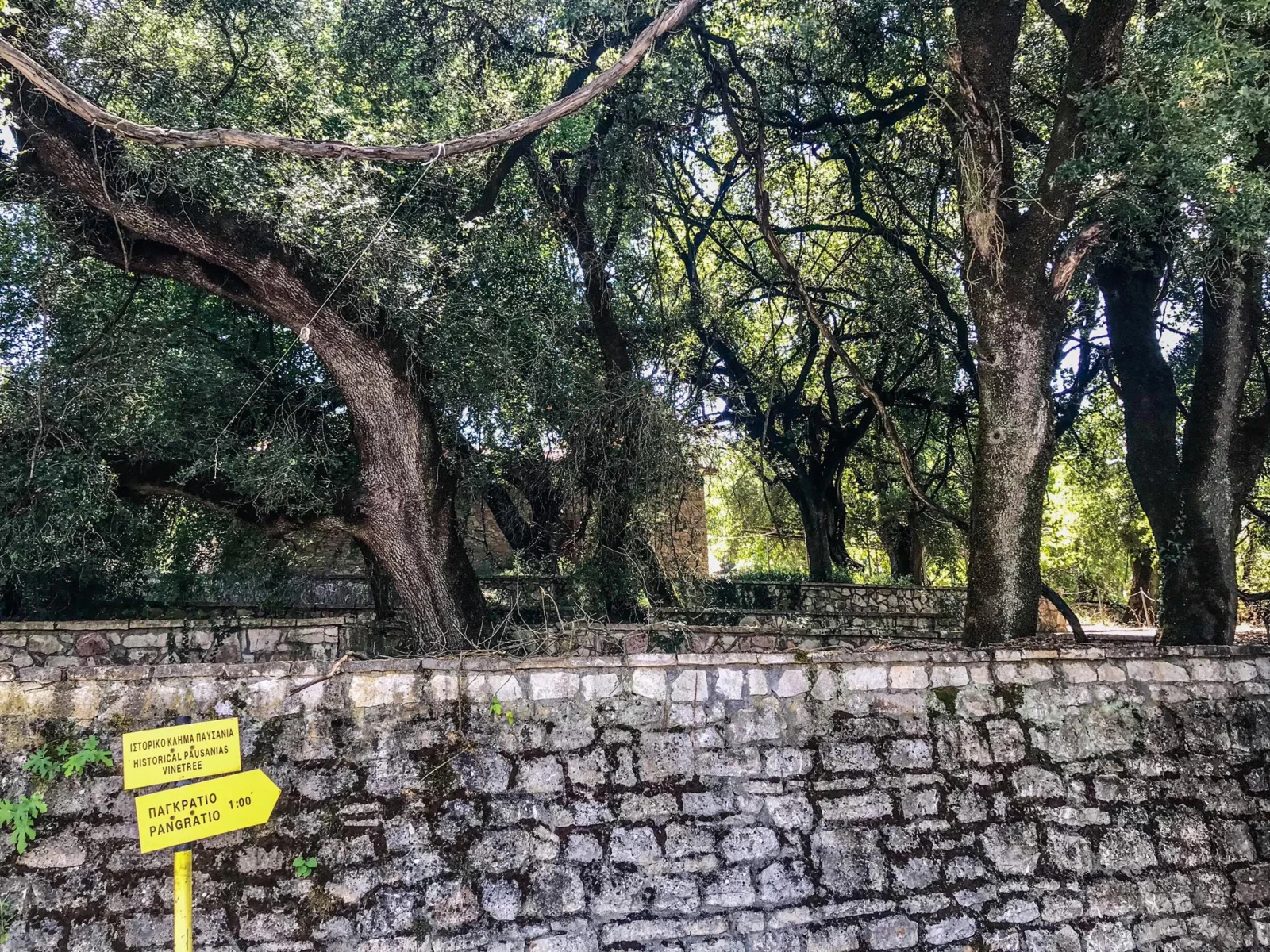 A Weekend In Kalavryta: What To See, Do, And Eat In Greece’s Mountain Paradise - Pausanias Vine - Greek List Pausanias Vine